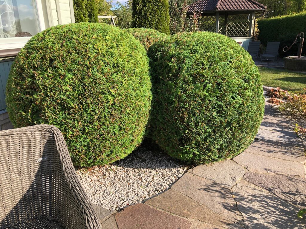 elupuupallid_pärast-Haapsalu