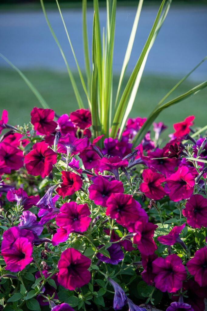 g9a4f5dcf97ee003405ee55d7d1be22c1c6ef6d9660caf57e699f5c06a4666a44e8402c4af1913ad149a0f9485378ae3f826494af7962963258e51a46cc9f4851_1280-5328112 petunia, flower background, purple, purple petunia, petunia flowers, purple flowers, flowers, beautiful flowers, vertical, plant, nature, sun, saint charles, missouri, summer, flower wallpaper, lake, water