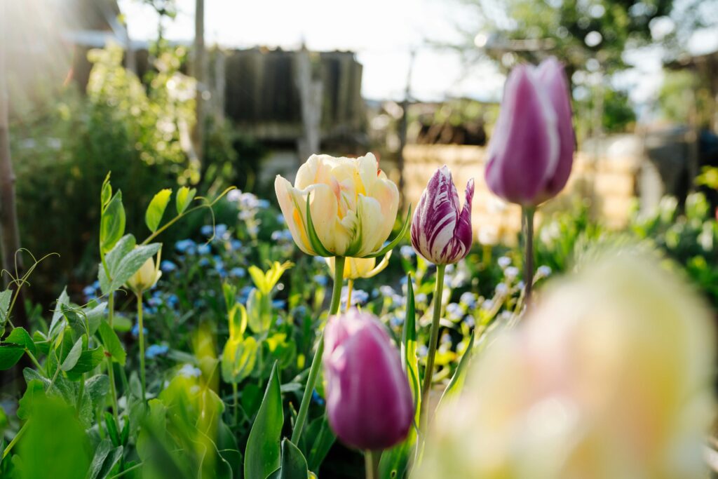 pascale-amez-meP7iwZu2mo-unsplash