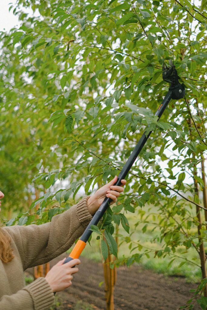pexels-photo-5231050-5231050 Crop anonymous female farmer with pole pruner cutting sprigs of tree growing in field