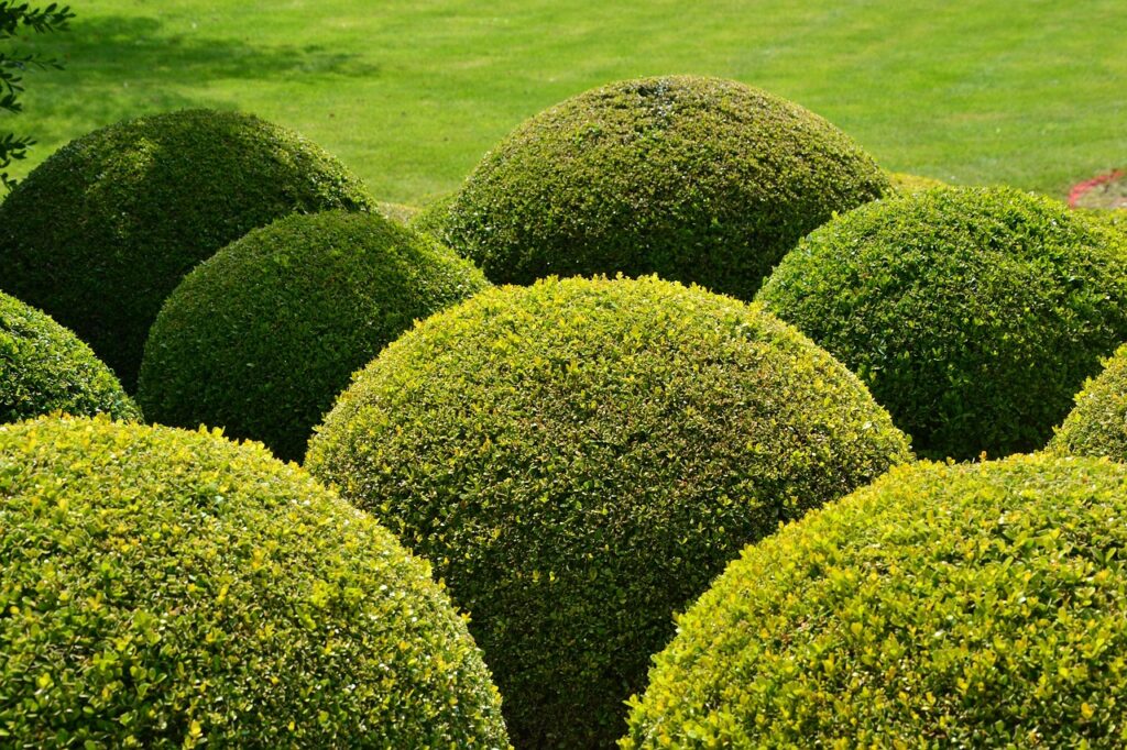 topiary-7485391_1280