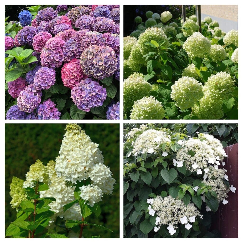 Eri liiki hortensiad vajavad erinevat hoolduslõikust